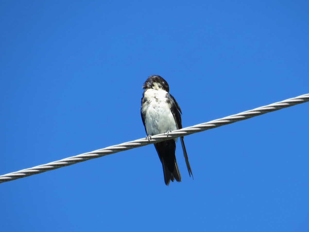 Blue-and-white Swallow - ML322455951