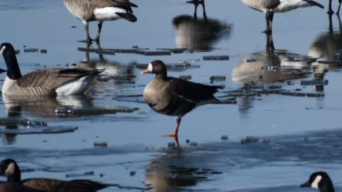 Greater White-fronted Goose - ML322460751