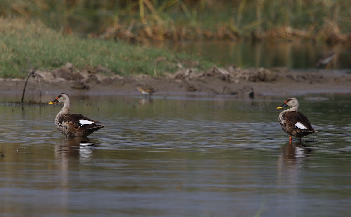 Indian Spot-billed Duck - ML322462061