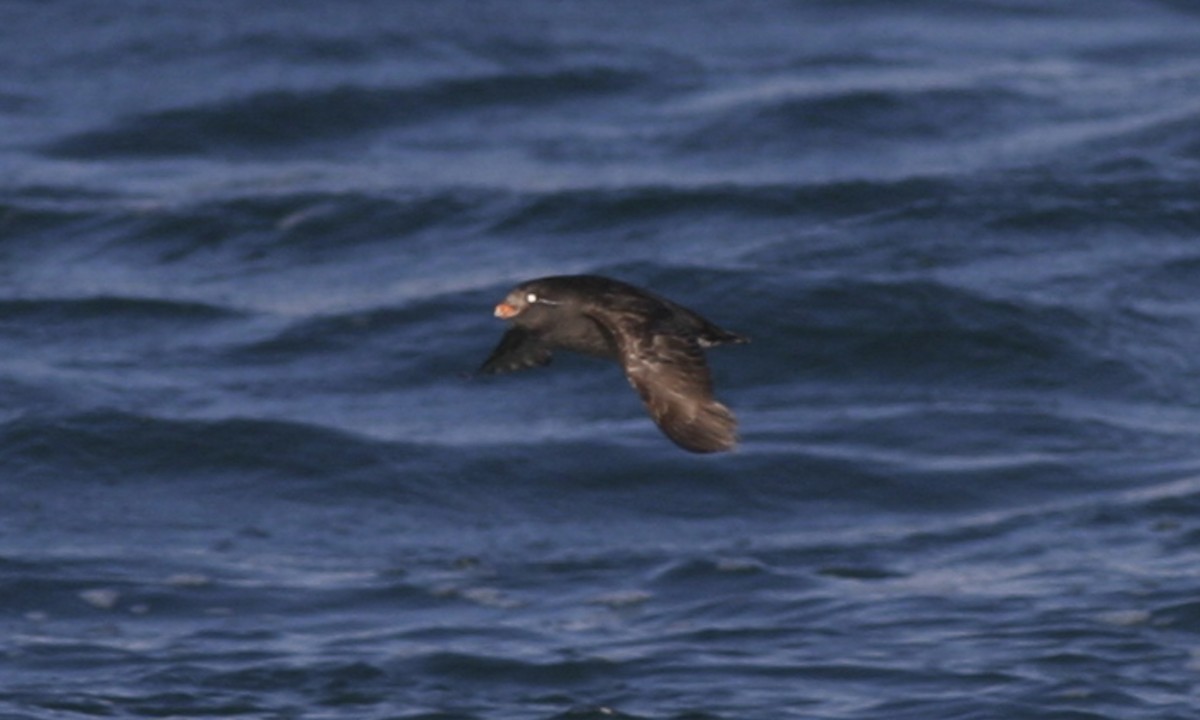 Crested Auklet - ML32246321
