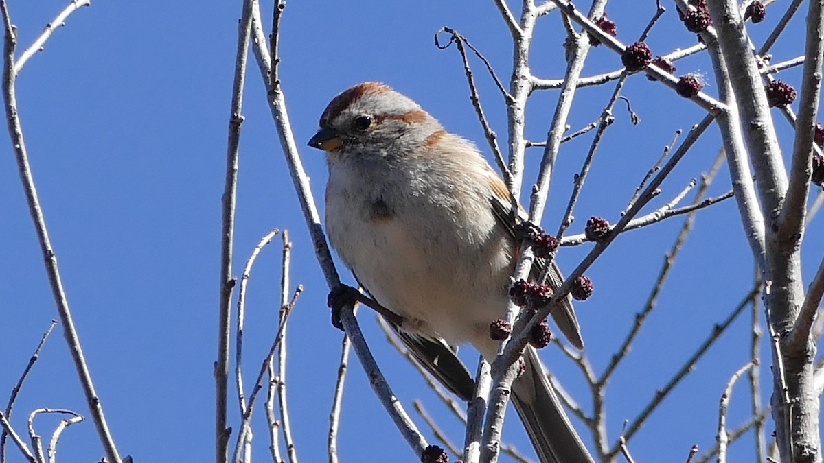 American Tree Sparrow - ML322463211