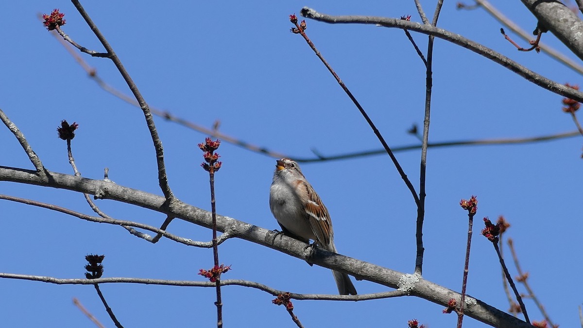 American Tree Sparrow - ML322463281