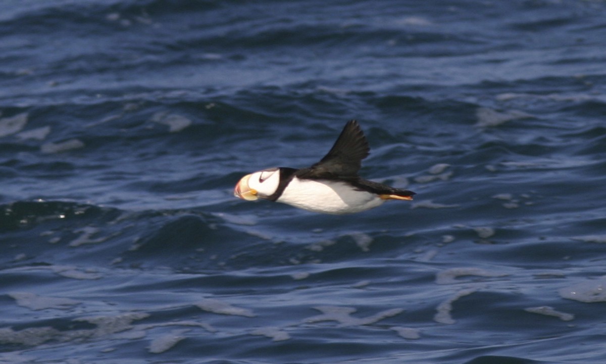 Horned Puffin - ML32246351