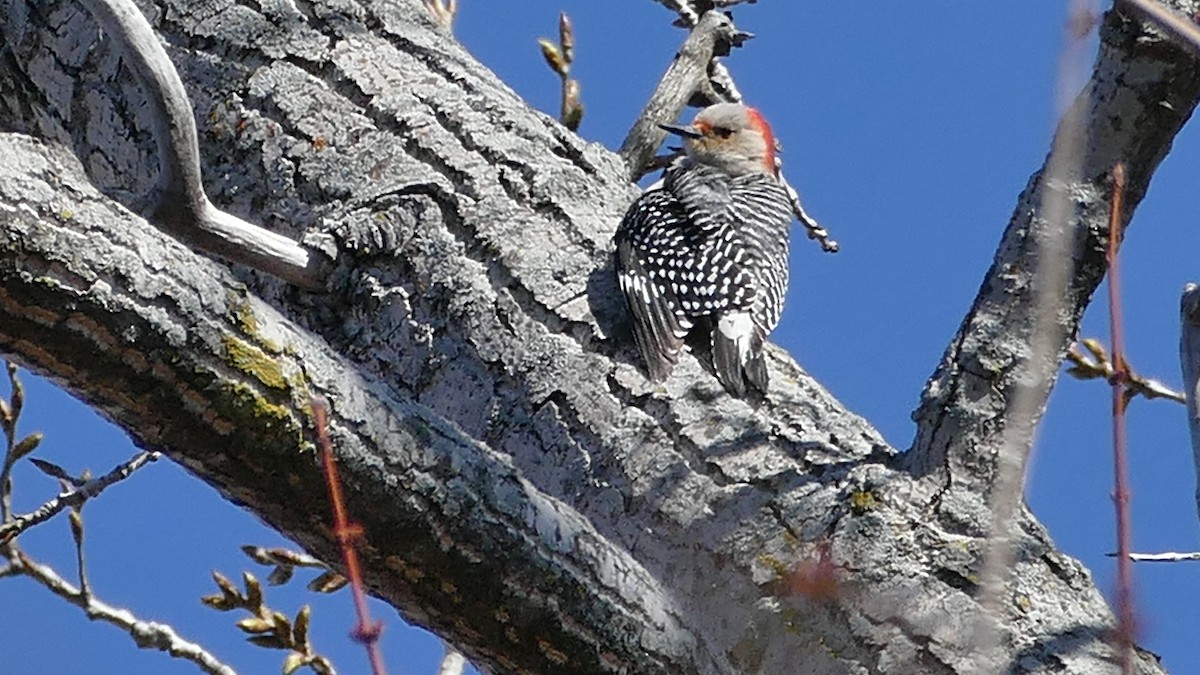 Red-bellied Woodpecker - ML322463511