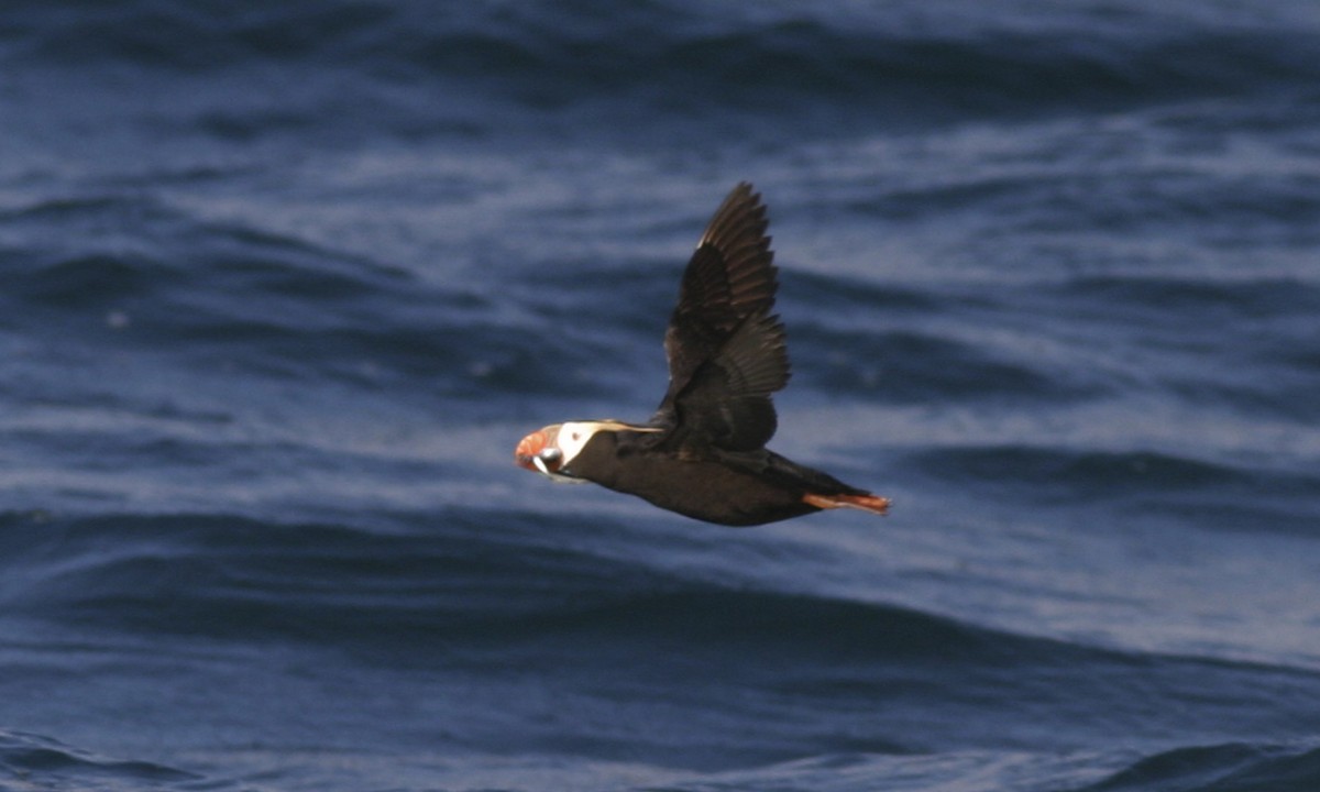 Tufted Puffin - ML32246381
