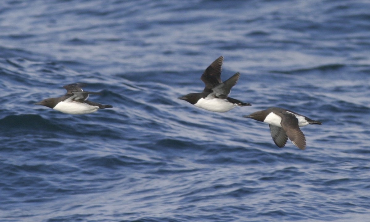 Thick-billed Murre - ML32246421
