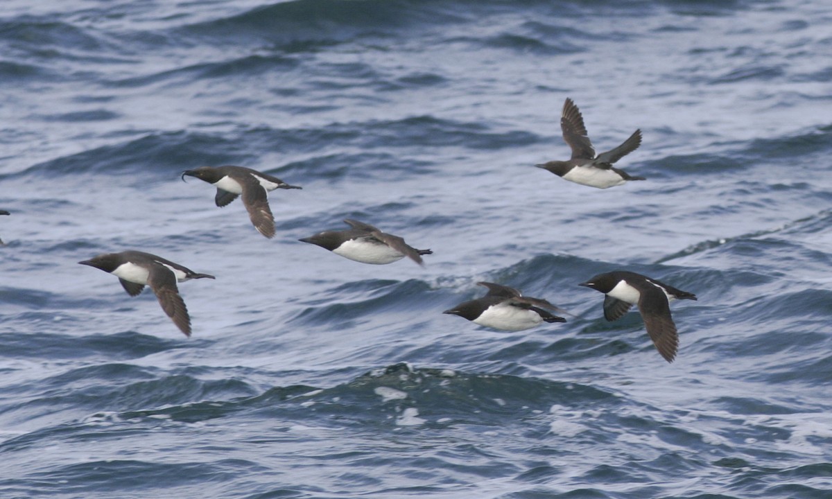 Thick-billed Murre - ML32246441