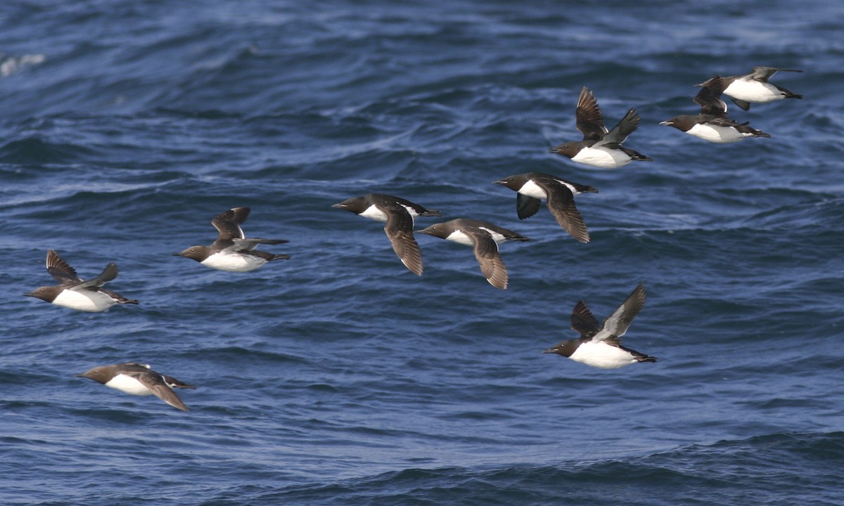 Thick-billed Murre - ML32246451