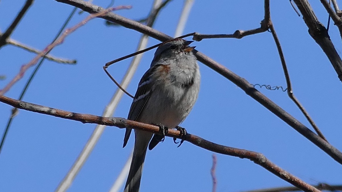 American Tree Sparrow - ML322464901