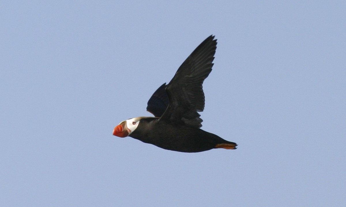 Tufted Puffin - ML32246531