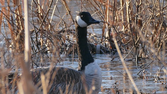 Canada Goose