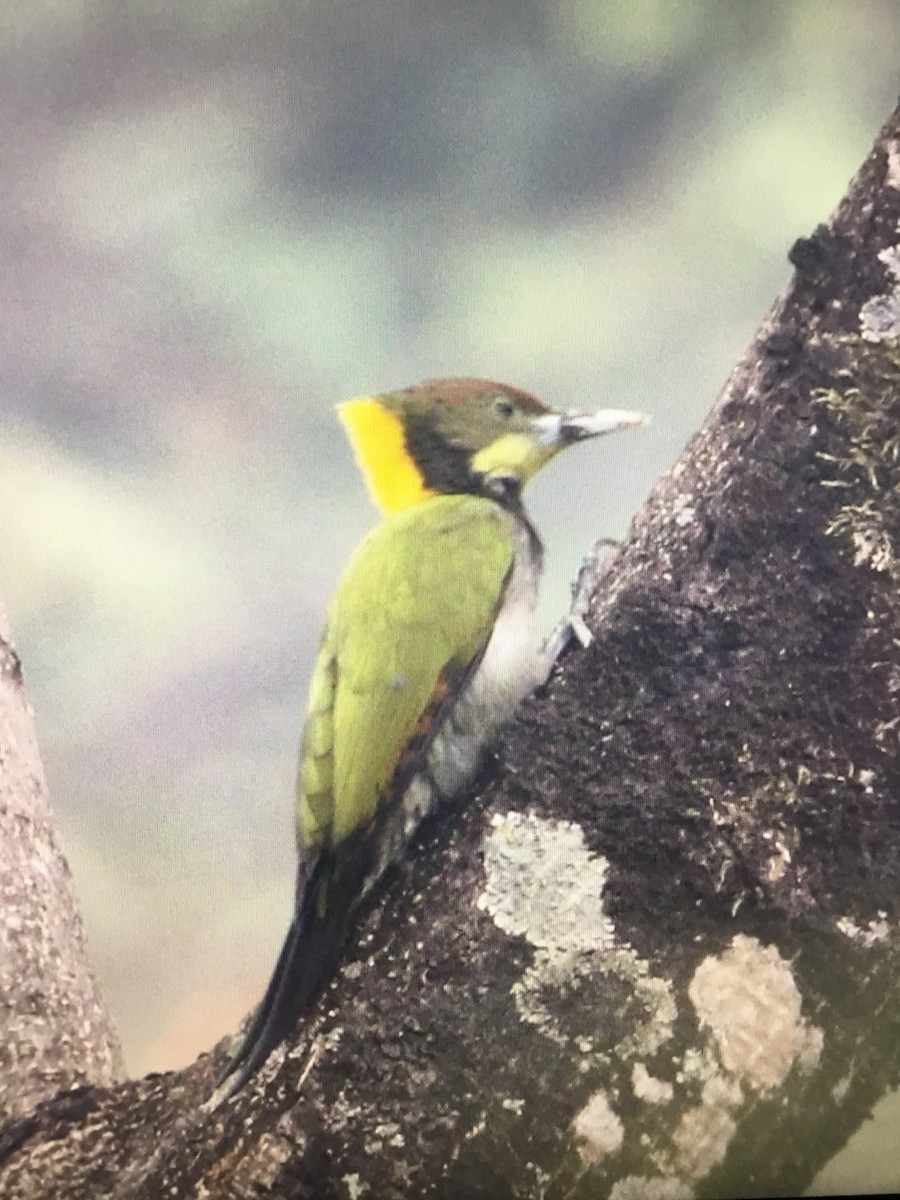 Greater Yellownape - Snehes Bhoumik