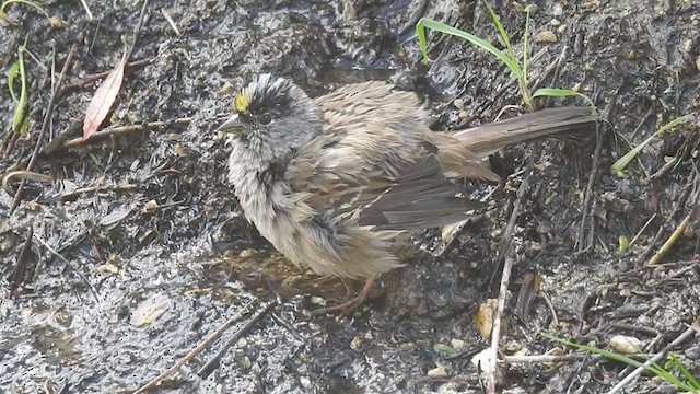 Golden-crowned Sparrow - ML322467901