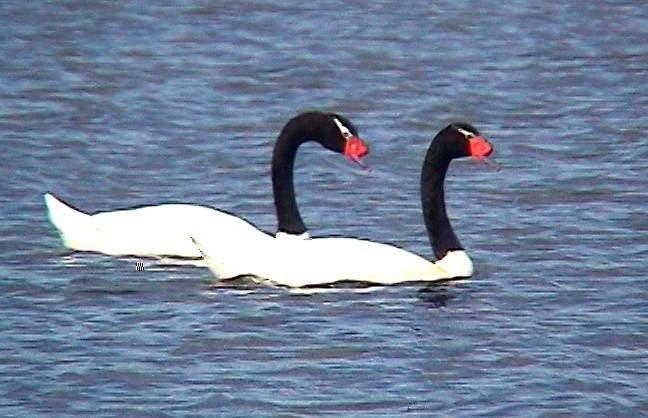 Black-necked Swan - Josep del Hoyo