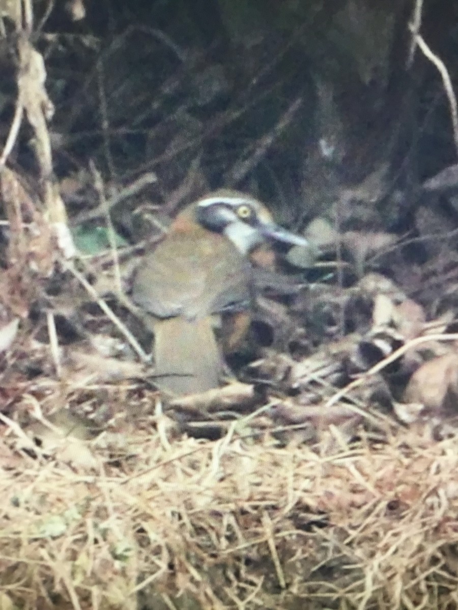 Lesser Necklaced Laughingthrush - Snehes Bhoumik