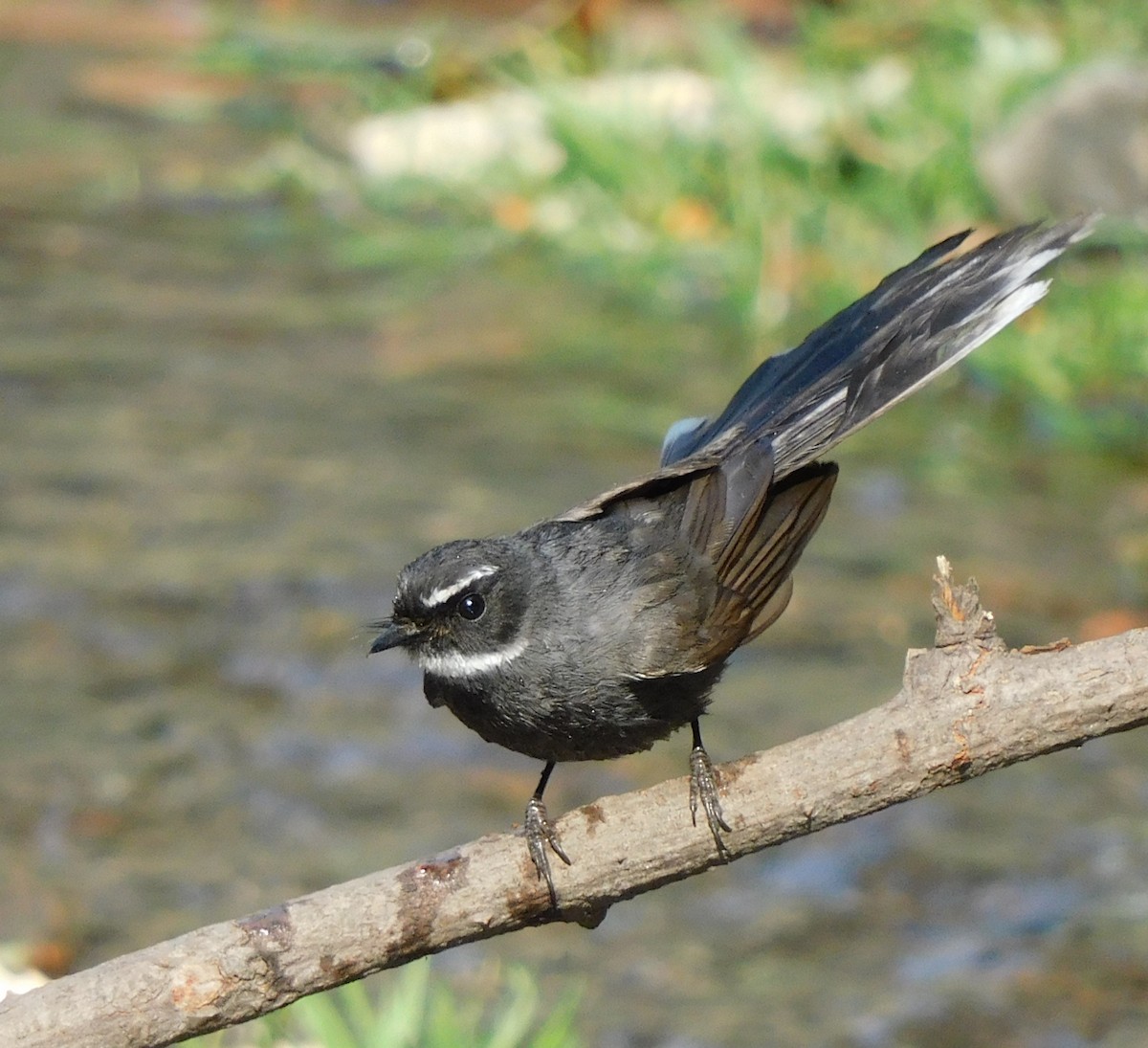 White-throated Fantail - ML322468901