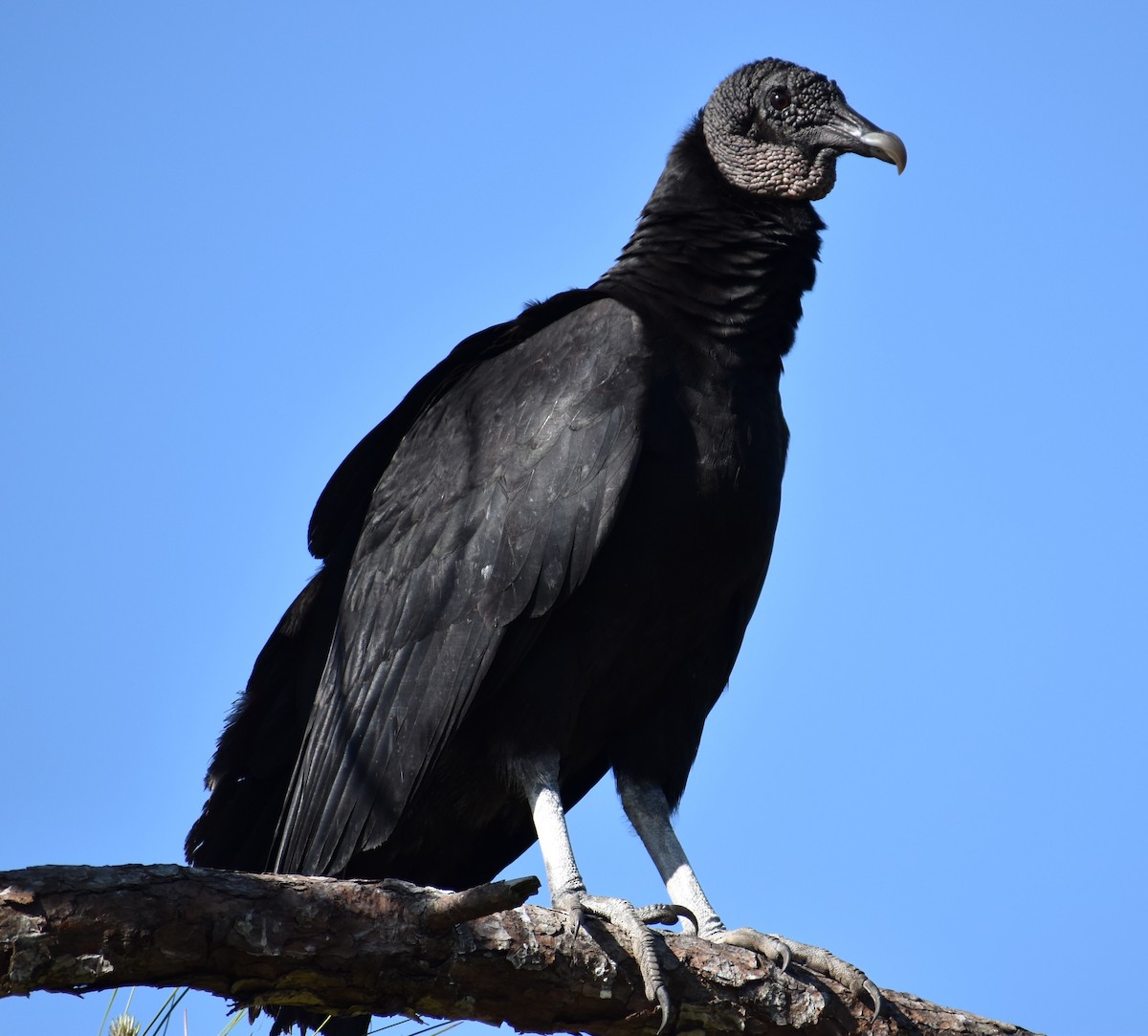 Black Vulture - ML322469211
