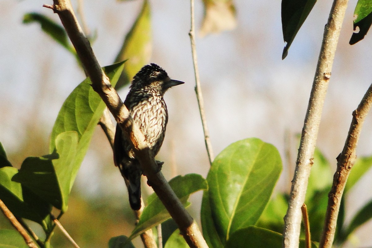 White-wedged Piculet - ML32246931