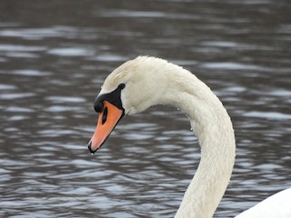 Mute Swan, ML322471341