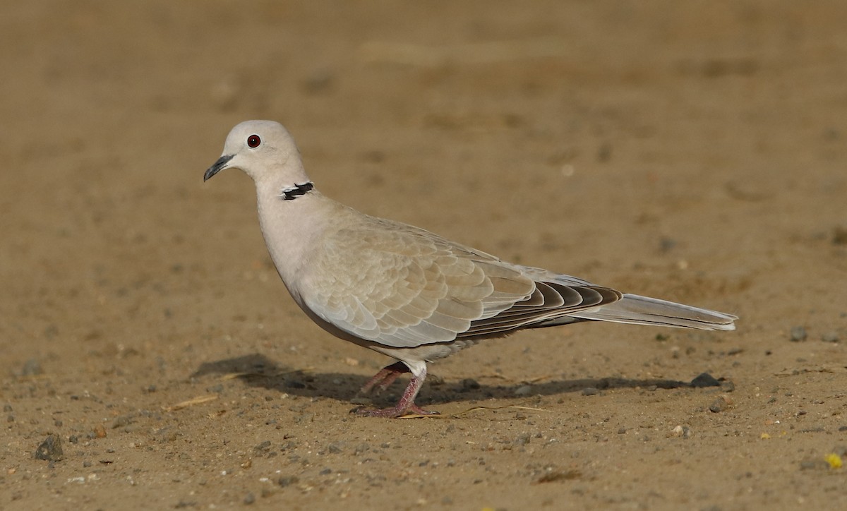 Eurasian Collared-Dove - Bhaarat Vyas