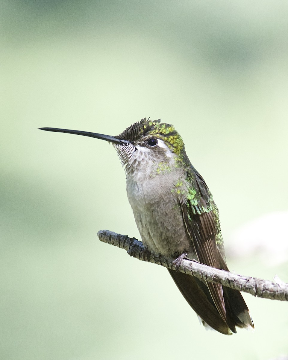 Black-chinned Hummingbird - Mark Rauzon