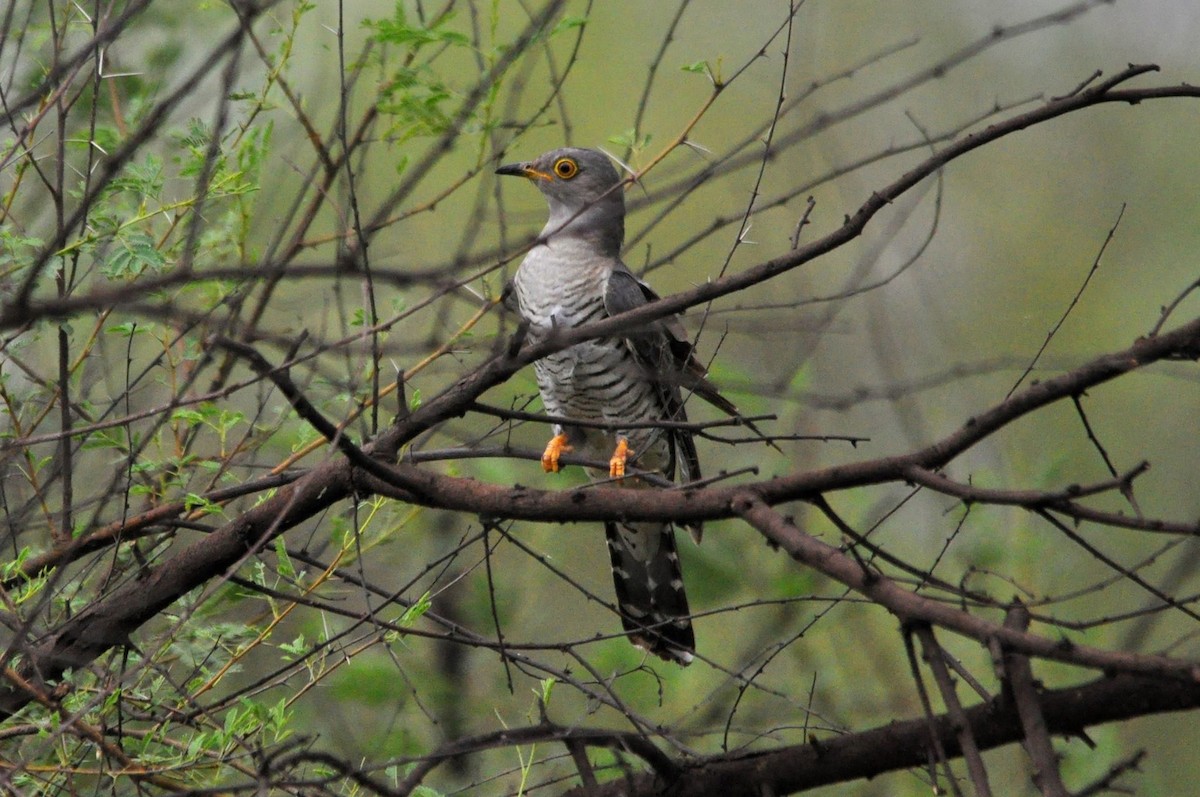Common Cuckoo - ML32248411