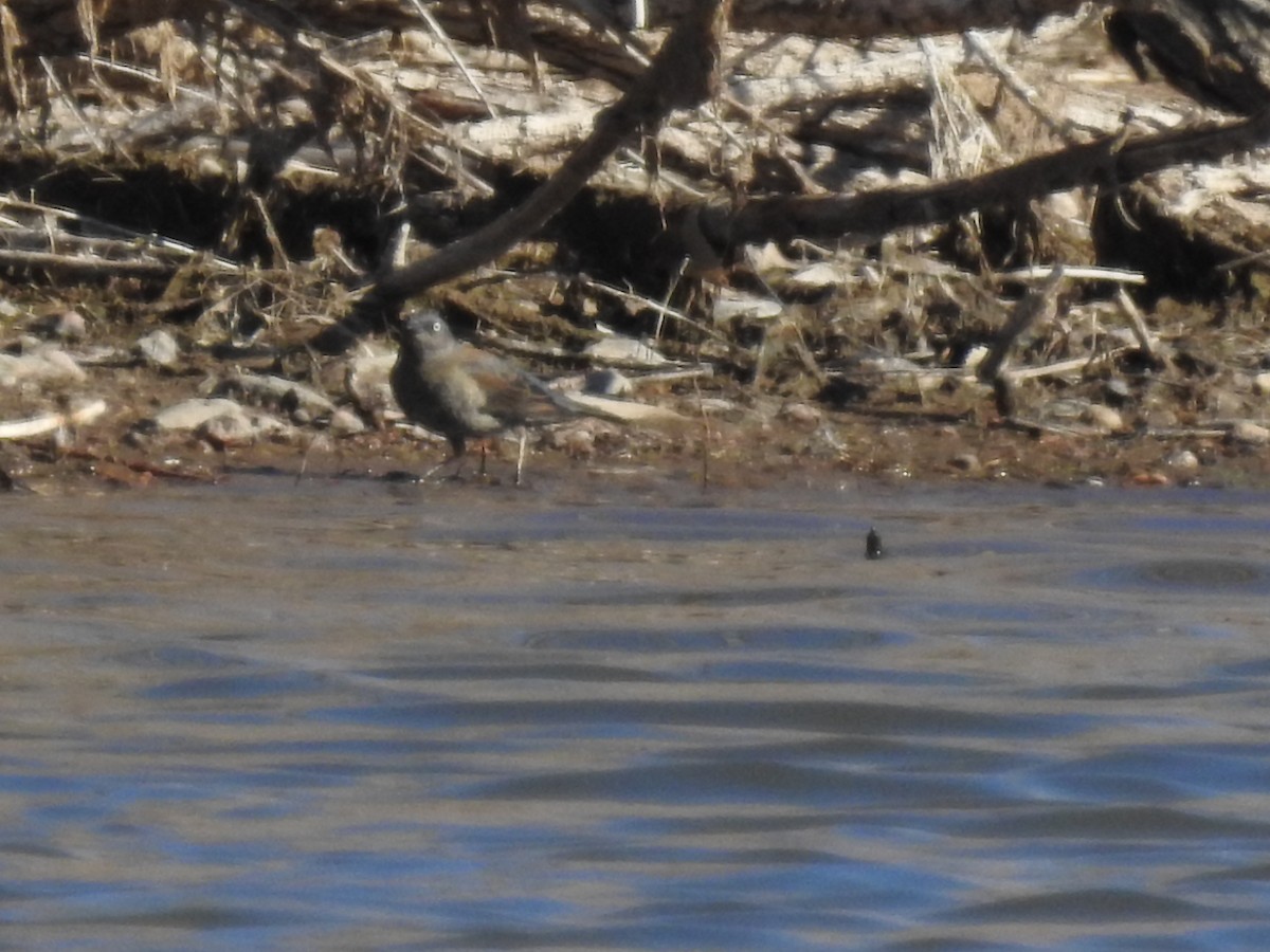 eBird Checklist 3 Apr 2021 Chatfield SPDownstream from Kingfisher Bridge (W) 28 species