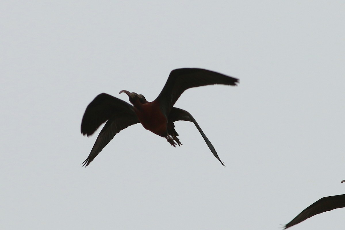ibis hnědý - ML322487191