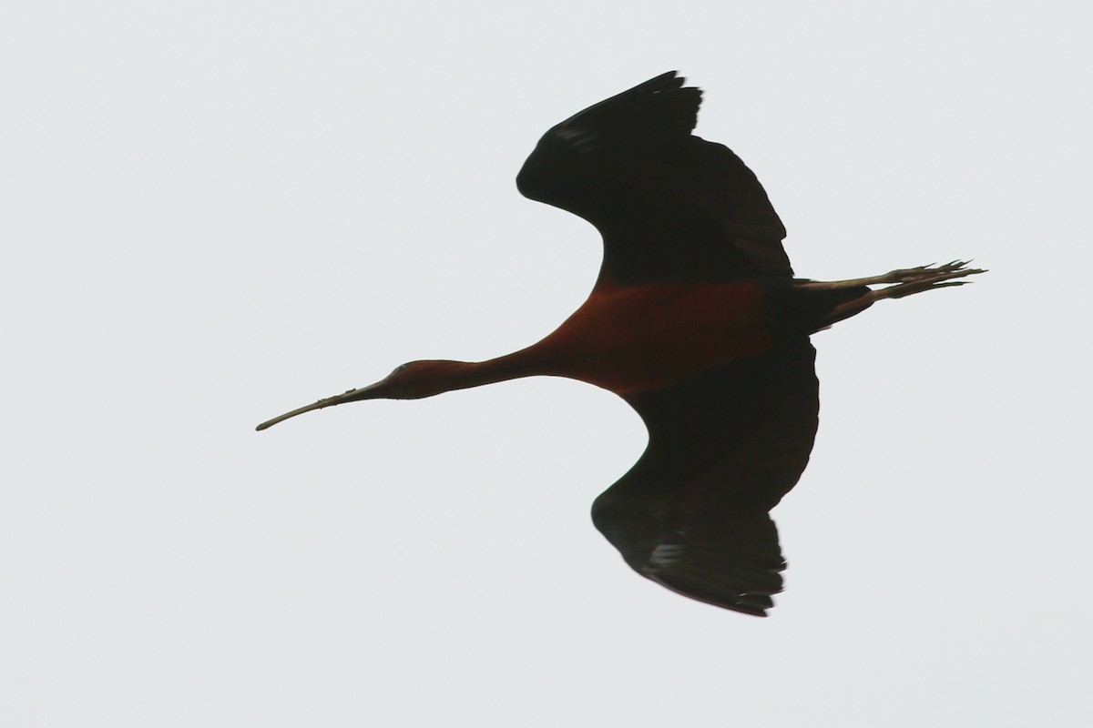 ibis hnědý - ML322487271