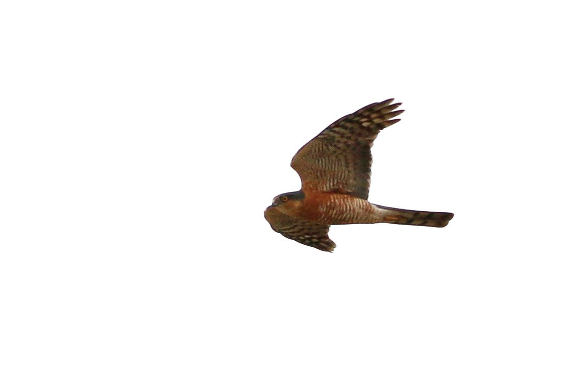 Eurasian Sparrowhawk - ML322487521