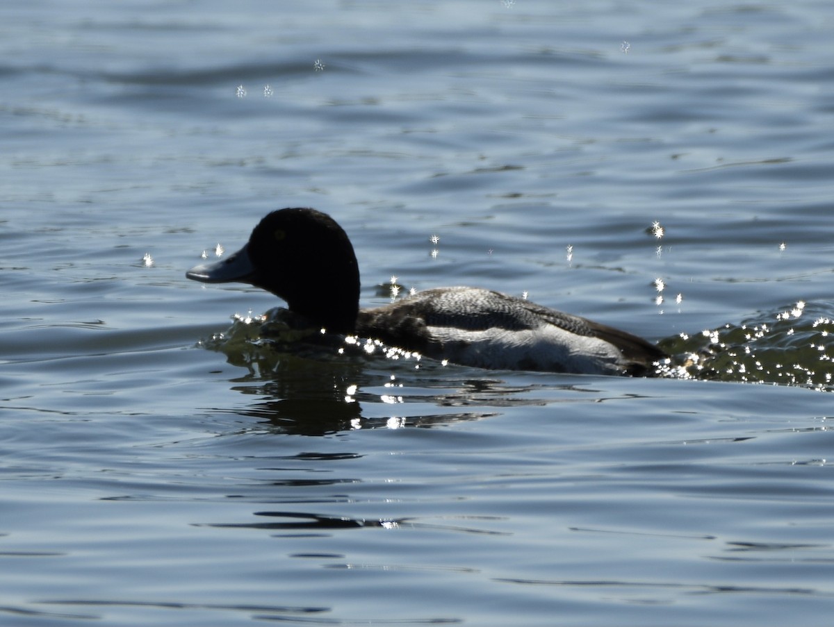 Greater Scaup - ML322490181