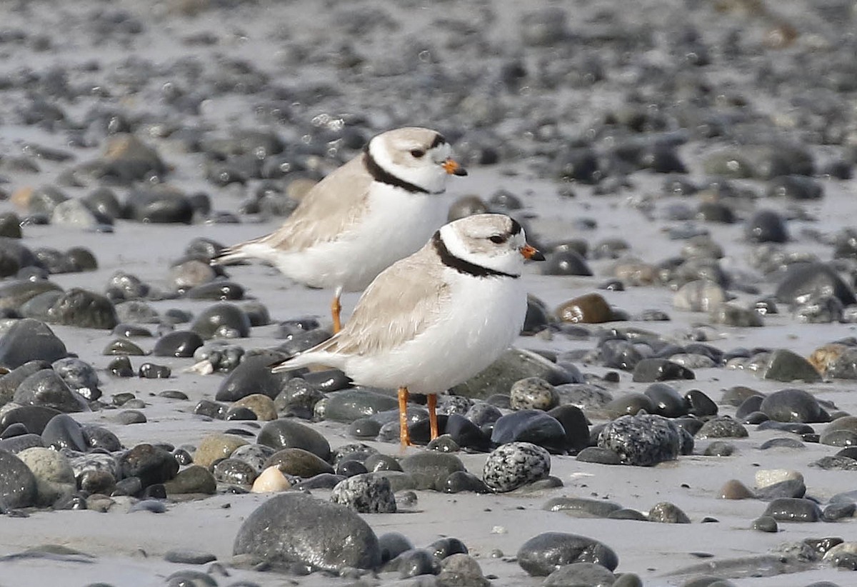 Piping Plover - ML322491731