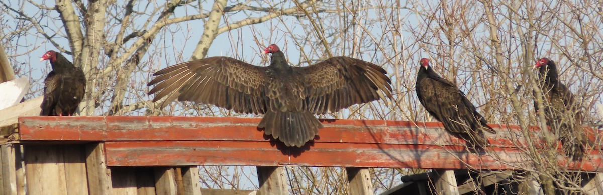 Turkey Vulture - Scott  Hickman