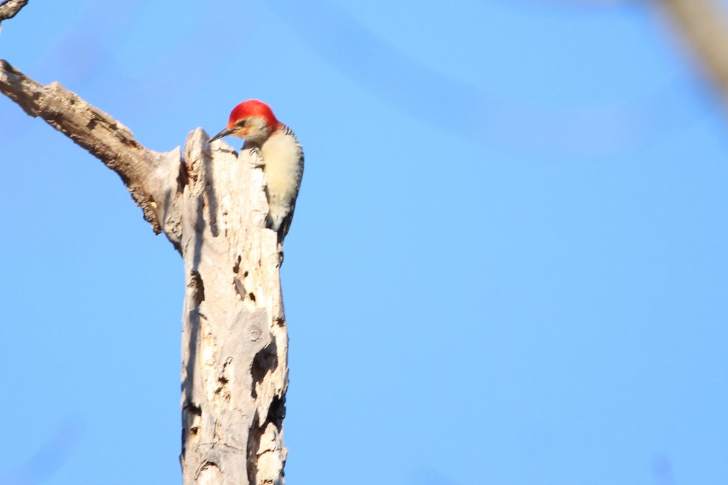 Red-bellied Woodpecker - Abraham Bowring