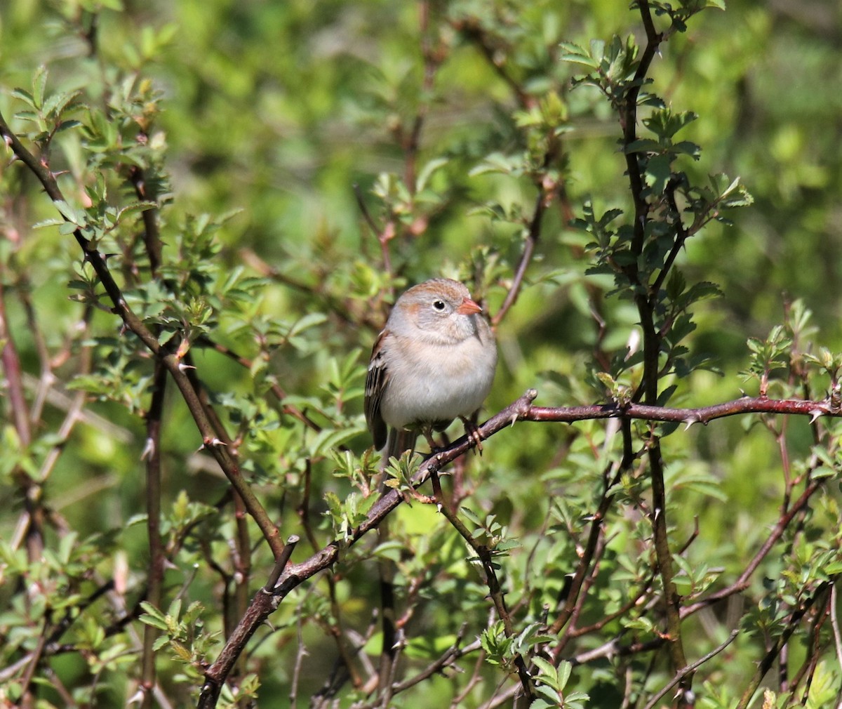Field Sparrow - Thomas Johnson