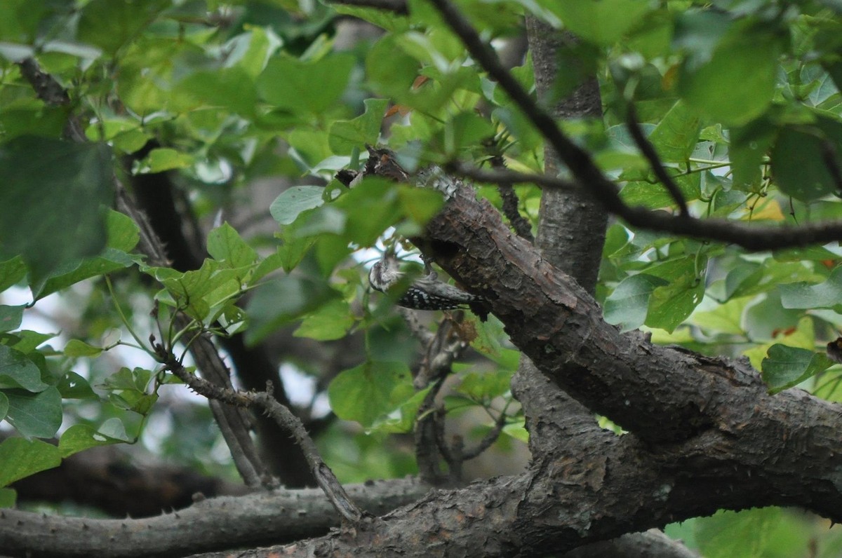 Brown-capped Pygmy Woodpecker - ML32250031