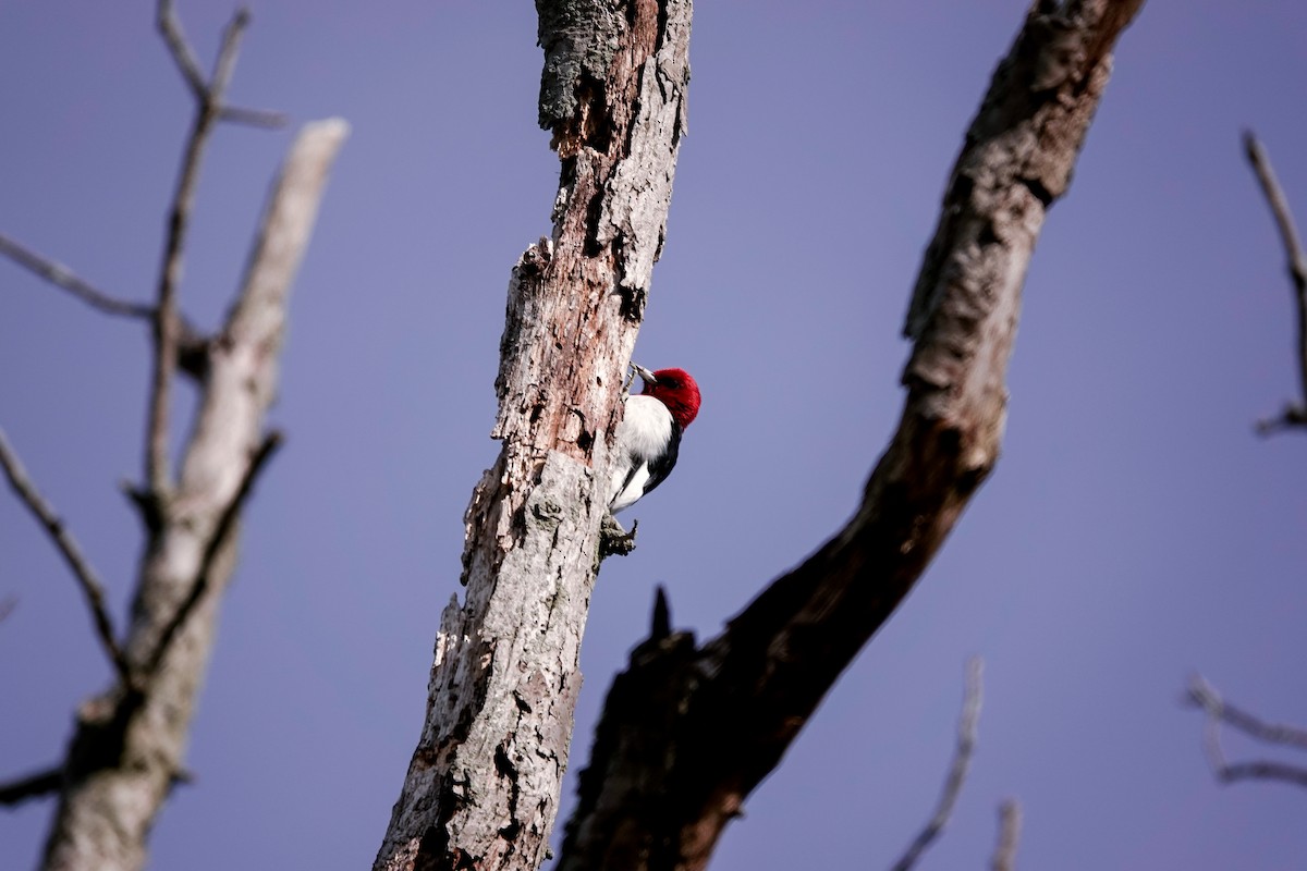 Red-headed Woodpecker - ML322511951