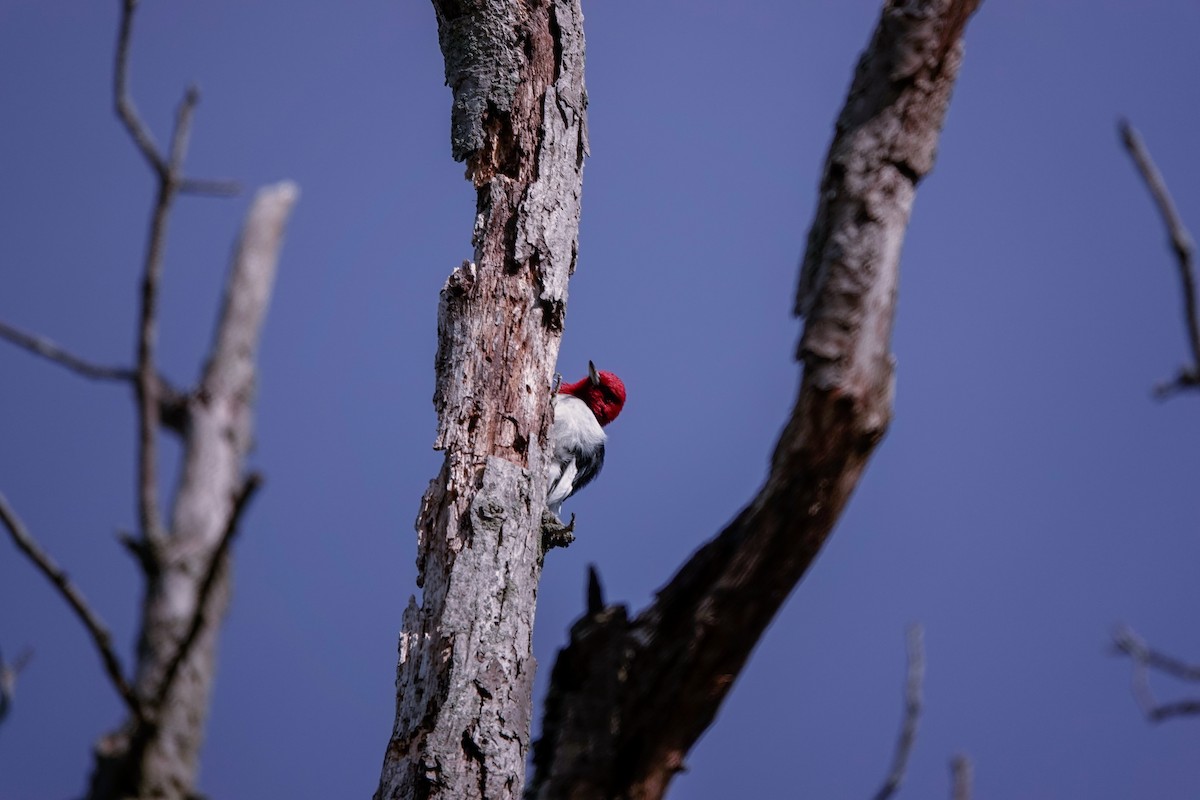 Red-headed Woodpecker - ML322511961
