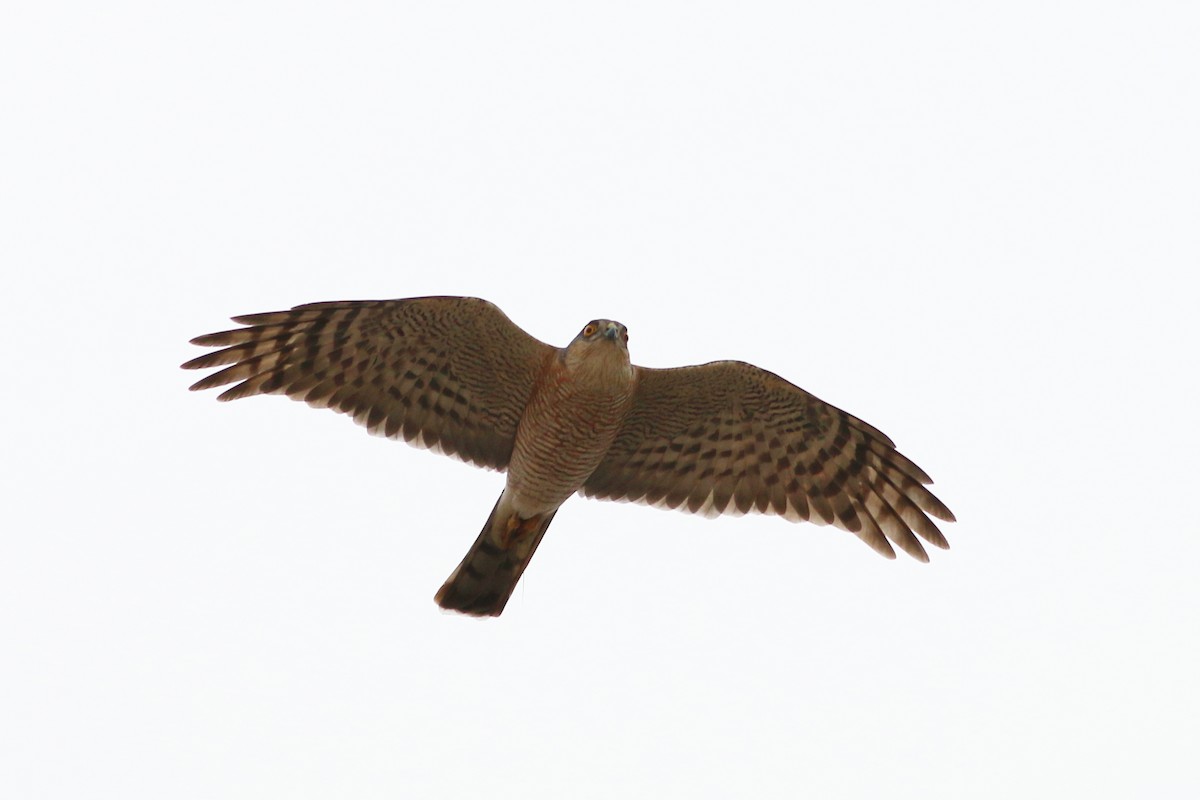 Eurasian Sparrowhawk - ML322520431