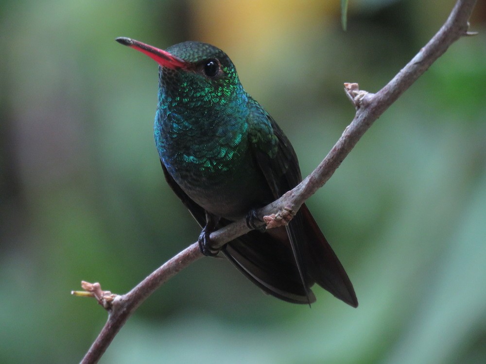 Rufous-tailed Hummingbird - Seth Inman