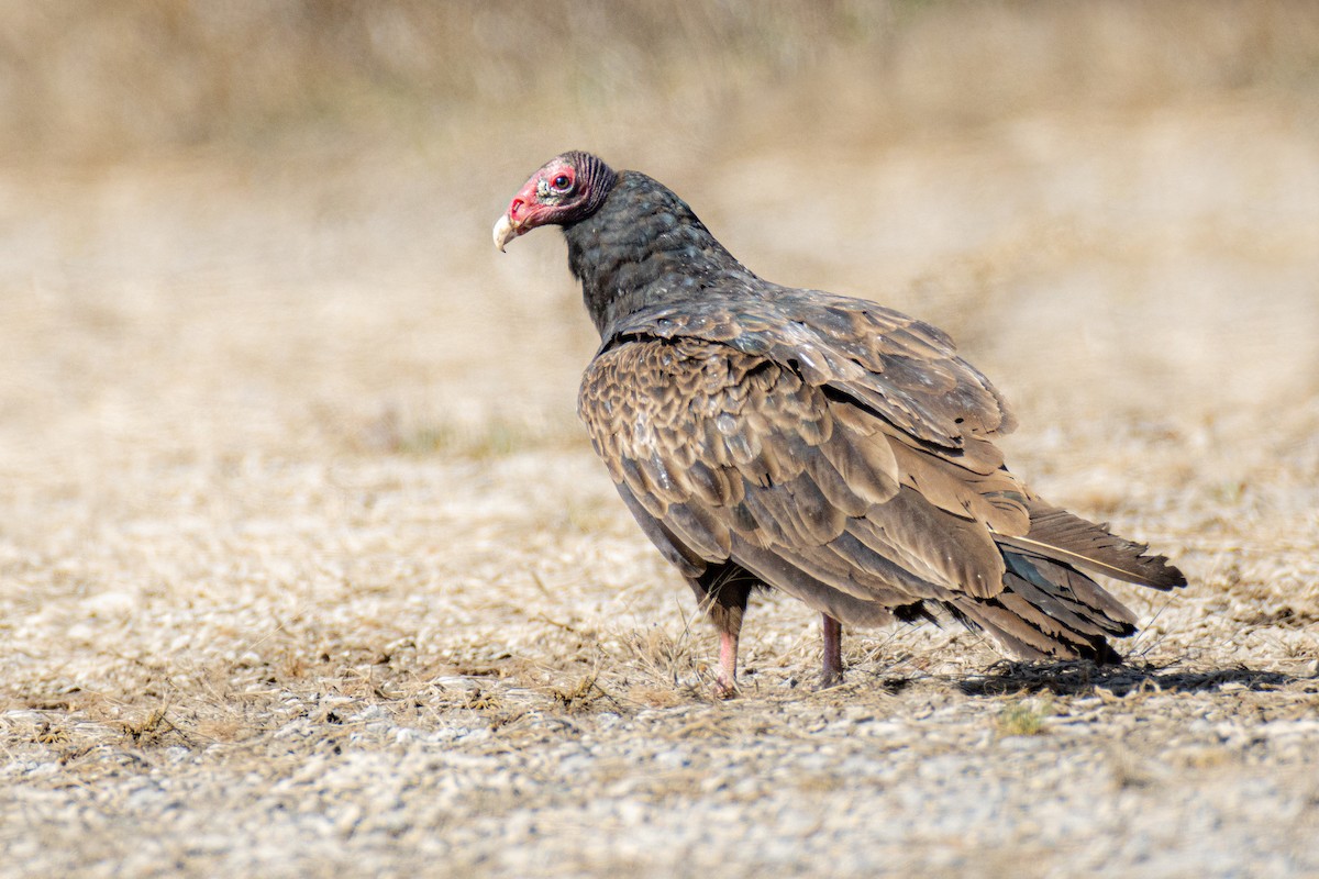 Turkey Vulture - Paul Jones