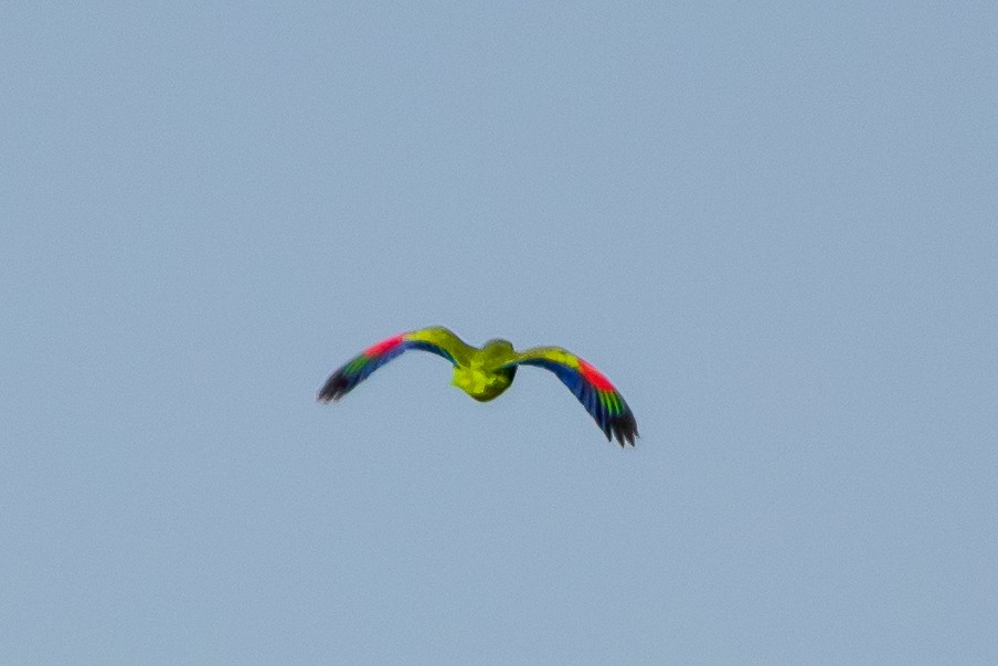 White-fronted Parrot - ML322525801