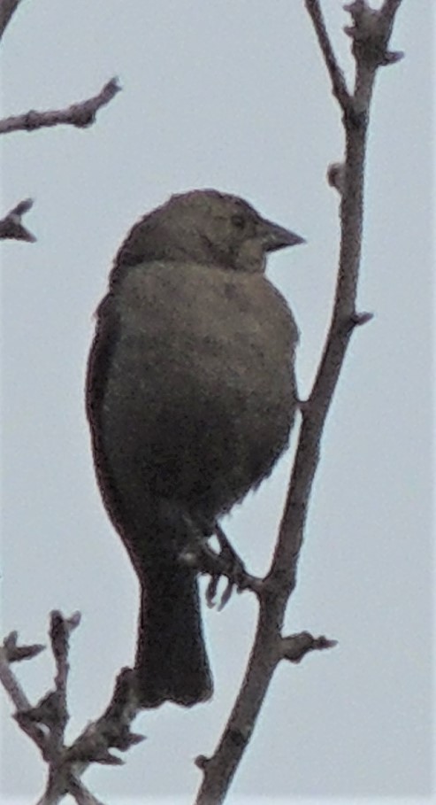 Brown-headed Cowbird - ML322527141