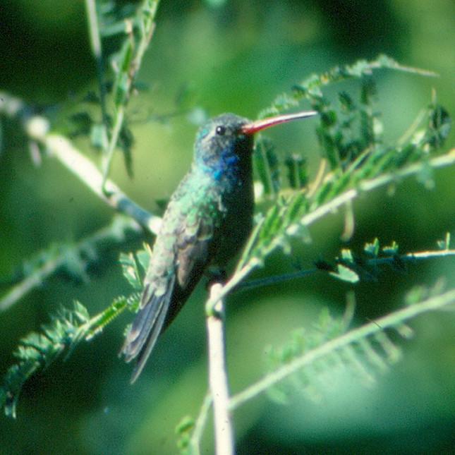 Broad-billed Hummingbird - ML32253321
