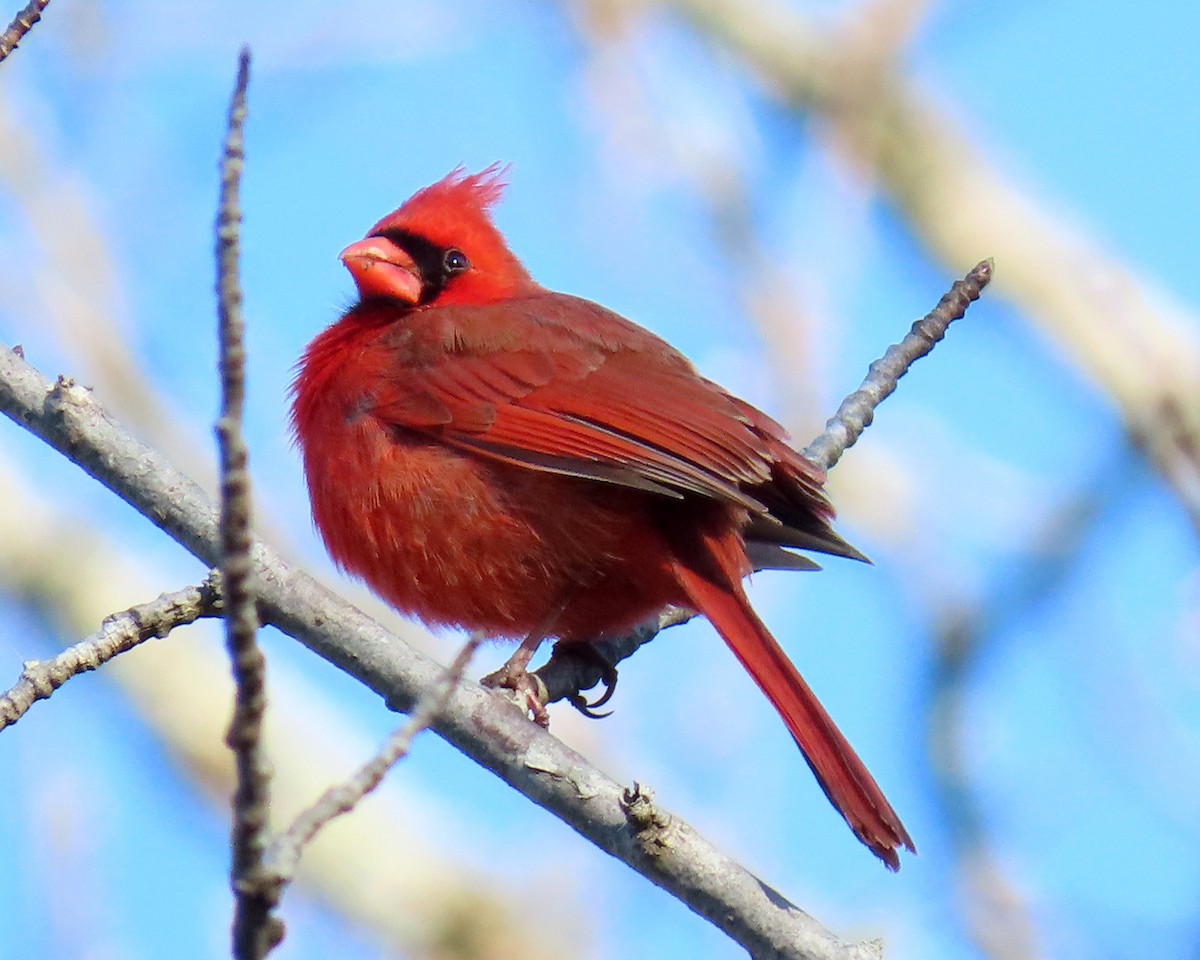 Cardinal rouge - ML322533211