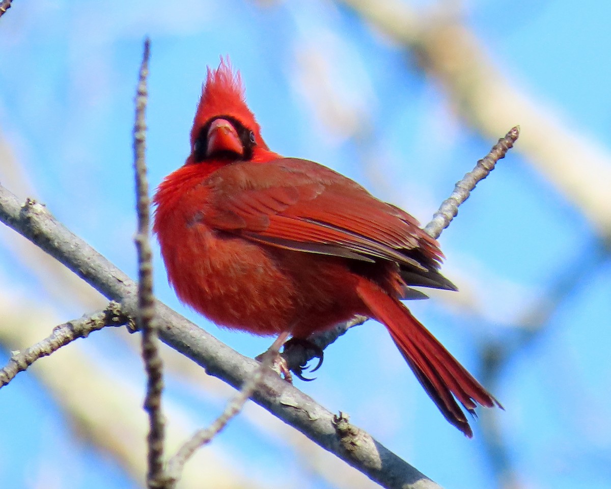 Cardinal rouge - ML322533221