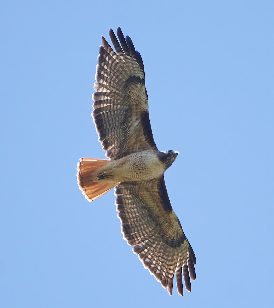 Red-tailed Hawk - ML322534401