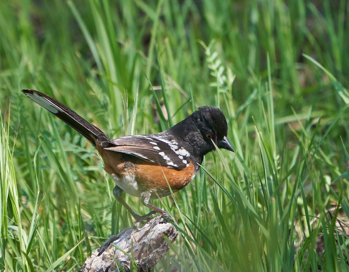 Spotted Towhee - ML322534771
