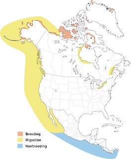 Figure 1. Breeding range of Sabine's Gull in North America. - Range Map