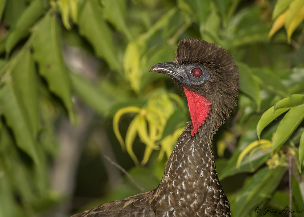 Crested Guan - ML322537861
